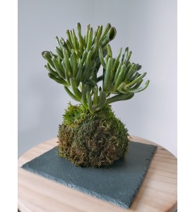 KOKEDAMA - CRASSULA (uniquement à l'atelier)