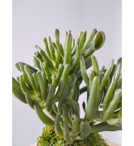 KOKEDAMA - CRASSULA (uniquement à l'atelier)