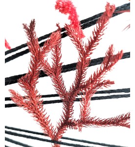 CORAIL