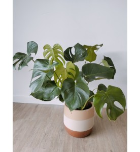 MONSTERA (uniquement à l'atelier)