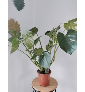 MONSTERA (uniquement à l'atelier)